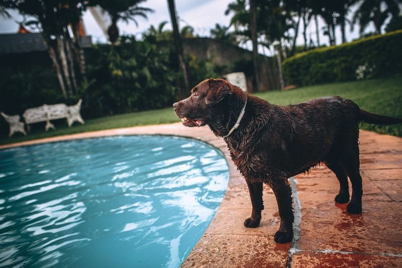 A dog and a swimming pool are common home liability risks